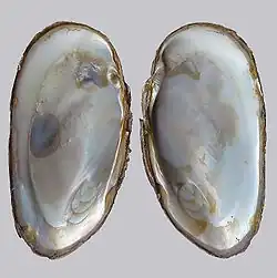 Coquille/valves, faces internes.