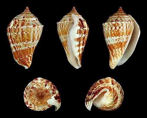 Margistrombus marginatus.