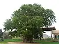 La chapelle Sainte Maryam Dearit, creusée dans un baobab.