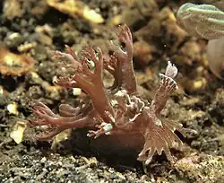 Marionia arborescens