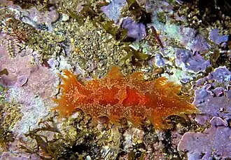 Marionia blainvillea, un Tritonioidea.