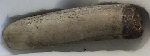 Tête de cervidé tournée à gauche gravée sur un outil en bois de renne.