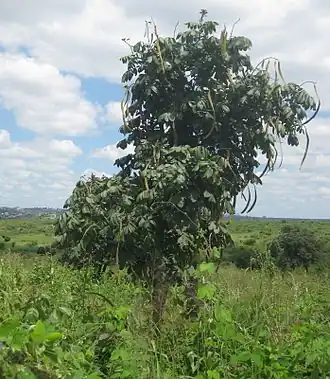 Description de l'image Markhamia obtusifolia Tree.jpg.