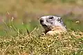 Marmotte
