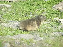 Marmotte près de la route entre Bonneval-sur-Arc et le col de l'Iseran