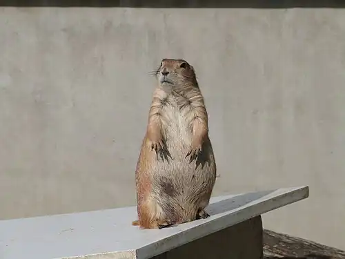 Marmotte