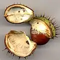 Fruit de marronnier ouvert ; les graines avortées sont visibles à l'intérieur des valves