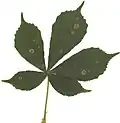 Feuille de marronnier infecté.