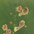 Tâches de la mineuse sur une feuille.