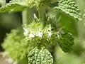 Fleurs
