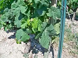 Marsanne B.