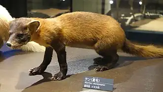 Pelage d’été