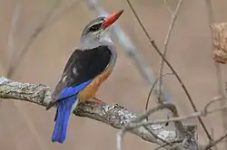 Martin-chasseur à tête grise dans le parc national de l'Akagera, Rwanda
