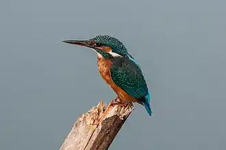 Martin-pêcheur, symbole du parc.