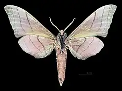 Marumba cristata cristata ♂ △ MHNT