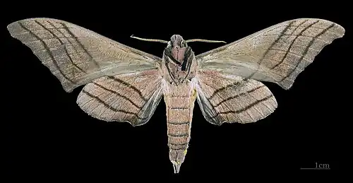 Marumba cristata titan ♂ △ MHNT