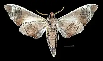 Marumba dyras dyras ♂ revers (coll.MHNT)