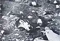 Les historiens macédoniens ont accusé les forces bulgares de plusieurs atrocités, comme le massacre de 12 jeunes civils dans le village de Vataša. Cependant, à l'exception d'une partie des soldats participants, le commandant était également local,. Toutefois, des atrocités similaires ont également été commises dans les territoires bulgares d'avant-guerre.
