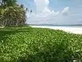 Plage sur la côte sud de Masela