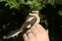 Photographie de côté d’un oiseau blanc et noir, posé sur la main d’un homme.