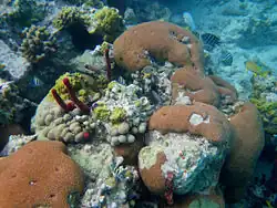 Siderastrea siderea