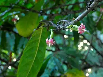 Description de l'image Massularia-acuminata-SF22204-08.jpg.