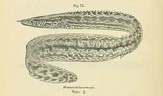 Description de l'image Mastacembelus ansorgii.jpg.