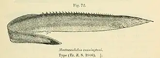 Description de l'image Mastacembelus cunningtoni.jpg.