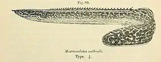 Description de l'image Mastacembelus frenatus3.jpg.