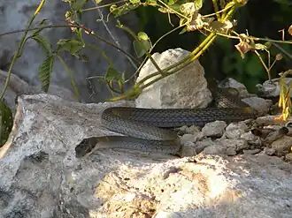 Description de l'image Mastigodryas melanolomus.jpg.
