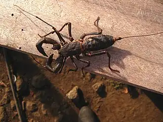 Description de l'image Mastigoproctus scabrosus 12698917.jpg.