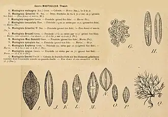 Description de l'image Mastogloia sp. Henry Coupin 1868.jpg.