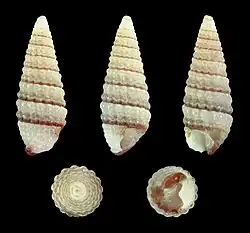 Mastonia tricolor.