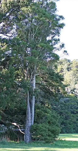Description de l'image MataiTree877.jpg.
