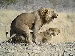 Lion et lionne.