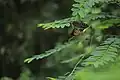 Accouplement.