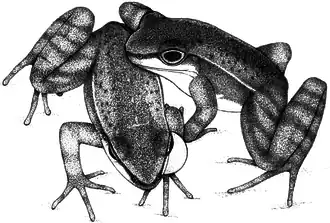 Description de l'image Mating couple of Hylodes japi during courtship.PNG.
