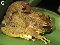 Accouplement.