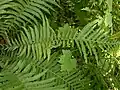 Osmunda claytoniana, fronde