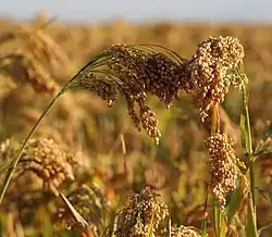 Épis de millet commun (panicum milliaceum) à maturité
