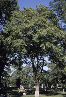 Ulmus rubra dans l’Ohio.