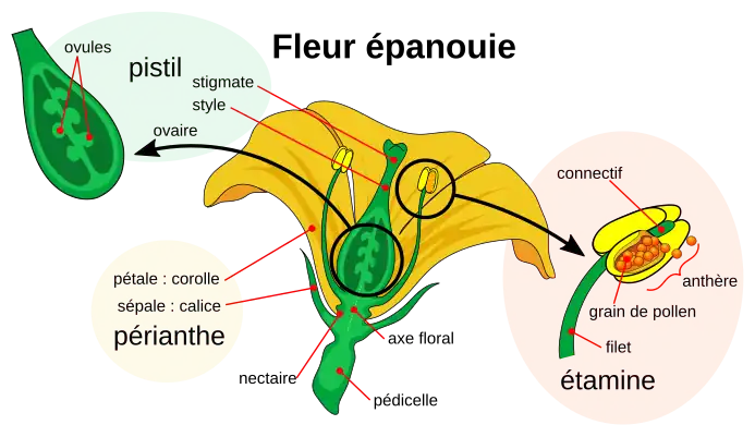 Diagramme d'une fleur à maturité.