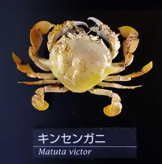 Matuta victor, un Matutidae