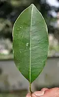 Feuille.