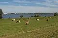 Panorama près de l'île de Maurik.