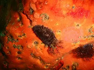 Pentacta doliolum