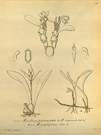 Description de l'image Maxillaria praetexta - Maxillaria virguncula - Maxillaria notylioglossa - Xenia 1 pl. 10 (1858).jpg.