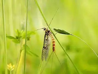 Ephemera danica.