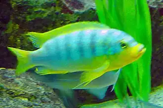 Description de l'image Maylandia aurora - Zoo Frankfurt.jpg.