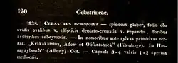 Maytenus